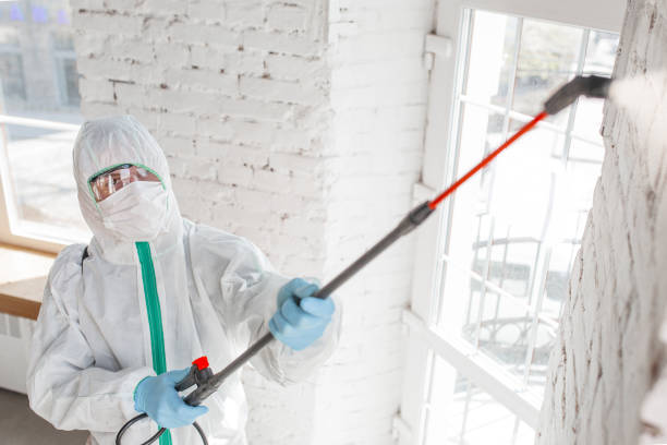 Phoenix, IL Mold Inspection, Removal & Remediation Company