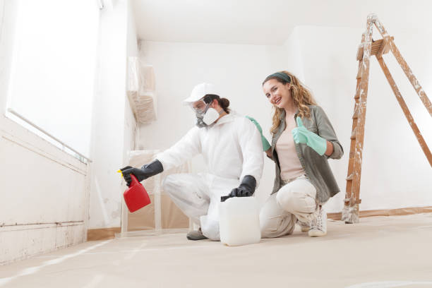 Best Basement Mold Removal  in Phoenix, IL